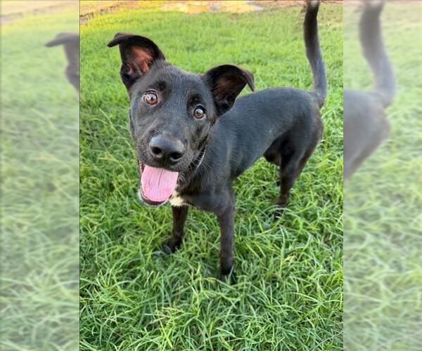 Medium Photo #2 Labrador Retriever-Unknown Mix Puppy For Sale in Conroe, TX, USA