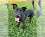 Small #1 Labrador Retriever Mix