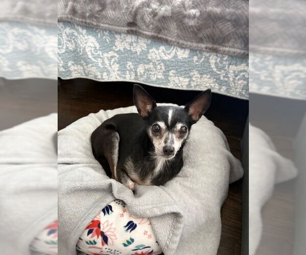 Medium Photo #2 Chihuahua-Unknown Mix Puppy For Sale in St. Louis Park, MN, USA