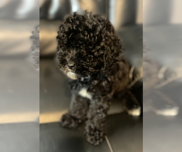 Medium Photo #3 Poodle (Miniature) Puppy For Sale in MATTOON, IL, USA