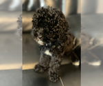 Small #2 Poodle (Miniature)