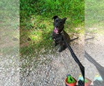 Small #4 Labrador Retriever