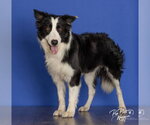 Small #6 Border Collie