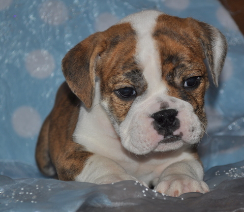 Medium Photo #2 Bulldog Puppy For Sale in ROYSE CITY, TX, USA