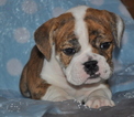 Small Photo #2 Bulldog Puppy For Sale in ROYSE CITY, TX, USA