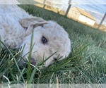 Small Photo #6 Golden Mountain Doodle  Puppy For Sale in BERTHOUD, CO, USA