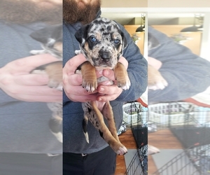 Catahoula Leopard Dog Puppy for sale in HARTFORD, WI, USA