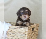 Puppy Hayden Marnin Bernedoodle