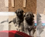 Puppy Otto German Shepherd Dog