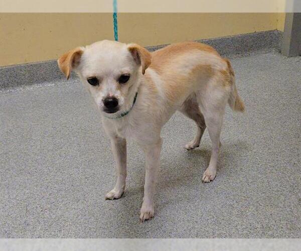 Medium Photo #1 Chihuahua Puppy For Sale in Orange, CA, USA