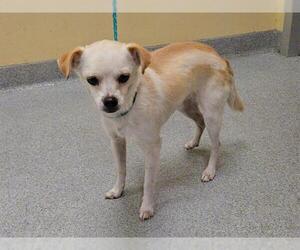 Chihuahua Dogs for adoption in Orange, CA, USA