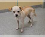 Small Chihuahua
