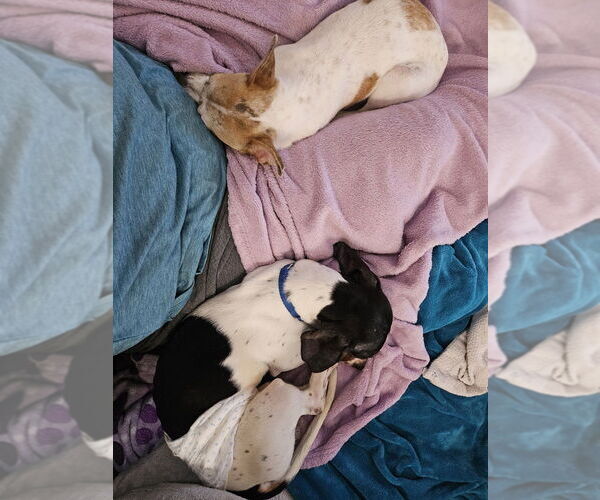 Medium Photo #2 Dachshund Puppy For Sale in Mundelein, IL, USA