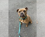 Small #19 American Bulldog Mix