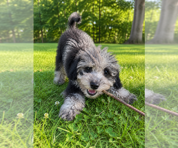 Medium Photo #40 Cavapoo (Miniature) Puppy For Sale in DURHAM, CT, USA
