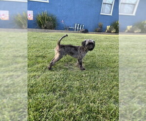 Oreo - Male Maltese-Unknown Mix Dog for Adoption - Photo #3