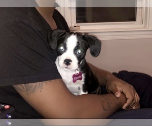 Boston Terrier-Cavalier King Charles Spaniel Mix Puppy for sale in BOSTON, MA, USA
