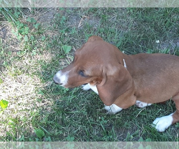 Medium Photo #2 Basset Hound Puppy For Sale in SPARTA, MO, USA