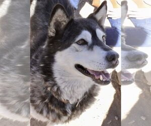 Benson - Male Siberian Husky Dog for Adoption - Photo #2