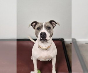 Mutt Dogs for adoption in Bolivar, MO, USA
