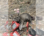 Small Photo #4 Wolf Hybrid Puppy For Sale in LAMAR, CO, USA