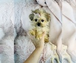 Small #5 Maltipoo (Miniature)