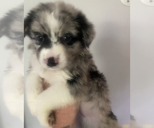 Border Collie-Miniature Australian Shepherd Mix Puppy for sale in CINNAMINSON, NJ, USA