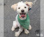 Small #7 Shih Tzu Mix