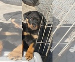 Small Photo #2 Rottweiler Puppy For Sale in FRESNO, CA, USA
