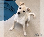 Small Photo #2 Labrador Retriever-Unknown Mix Puppy For Sale in Washington, DC, USA