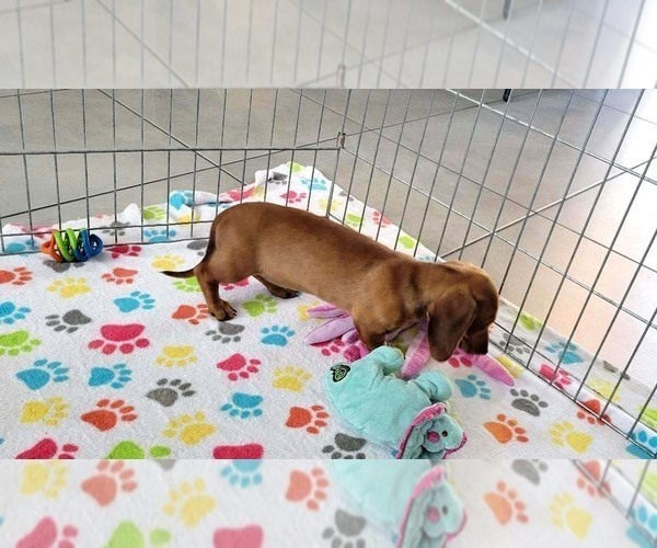 Medium Photo #9 Dachshund Puppy For Sale in ORO VALLEY, AZ, USA