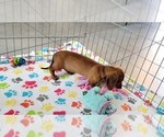 Small #8 Dachshund