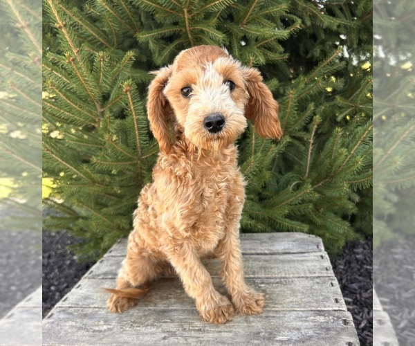Medium Photo #5 Goldendoodle (Miniature) Puppy For Sale in MIDDLEBURY, IN, USA