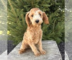 Small #4 Goldendoodle (Miniature)