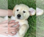 Small Photo #5 English Cream Golden Retriever Puppy For Sale in MORGANTOWN, IN, USA