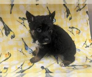 Border Collie-Unknown Mix Dogs for adoption in HESPERIA, CA, USA