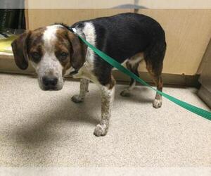 Beagle-Unknown Mix Dogs for adoption in Riverside, CA, USA
