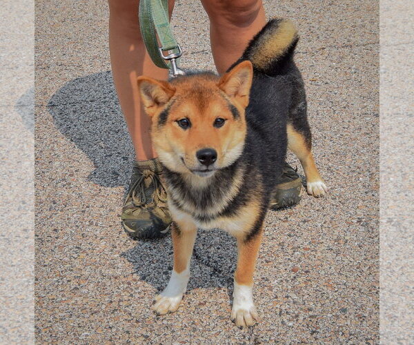Medium Photo #3 Shiba Inu Puppy For Sale in Huntley, IL, USA