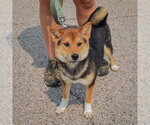 Small #2 Shiba Inu