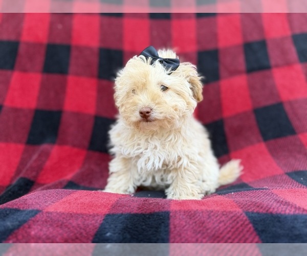 Medium Photo #8 Havapoo Puppy For Sale in LAKELAND, FL, USA