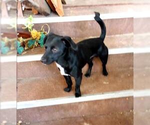 Dachshund-Spaniel Mix Dogs for adoption in Oakley, CA, USA