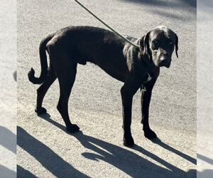 Labrador Retriever-Unknown Mix Dogs for adoption in Norco, CA, USA