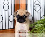 Small Photo #2 Pug Puppy For Sale in NAPLES, FL, USA