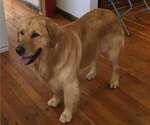 Small Photo #1 Golden Retriever Puppy For Sale in NUNN, CO, USA