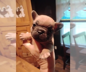 French Bulldog Puppy for Sale in NEW WAVERLY, Texas USA