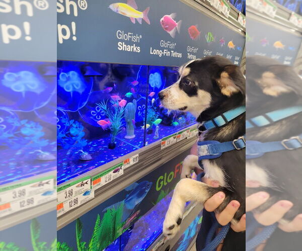 Medium Photo #3 Huskies -Unknown Mix Puppy For Sale in Salt Lake City, UT, USA