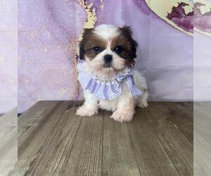 Shih Tzu Puppy for sale in ORO VALLEY, AZ, USA