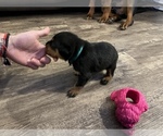 Small Photo #7 Rottweiler Puppy For Sale in ZEPHYRHILLS, FL, USA