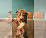 Small #1 Siberian Husky