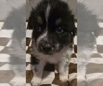 Small Photo #21 Australian Shepherd Puppy For Sale in ROY, UT, USA